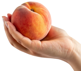 hand holding a peach on white background