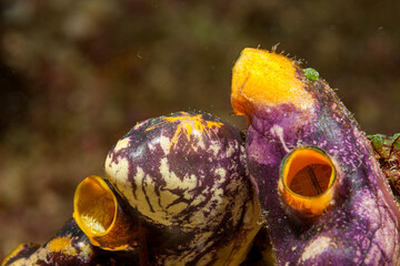 Philippines, Sabang, Puerto Galera, Ink-spot Sea Squirt (Polycarpa aurata)