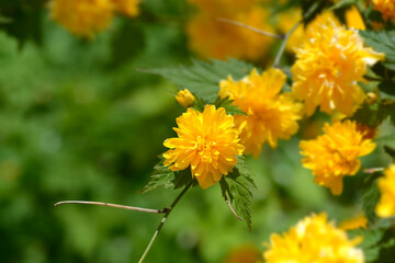 Double-flowered Japanese Kerria branch with flowers  - Latin name - Kerria japonica Pleniflora