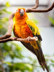 Colorful parrot sitting on a branch