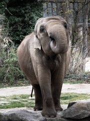 Fototapeta premium Elephant walking in zoo enclosure