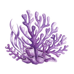 Watercolor illustration of purple coral and seaweed isolated on a transparent background, png, cutout
