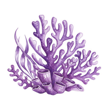 Watercolor illustration of purple coral and seaweed isolated on a transparent background, png, cutout