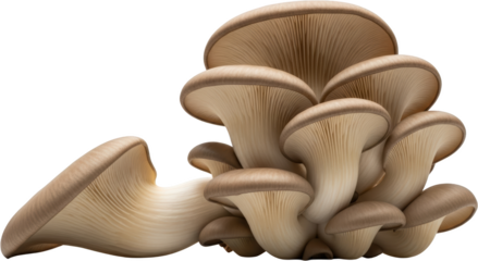 Cluster of beige oyster mushrooms with visible gills isolate edible mushroom