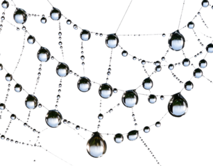  Artistic Close-Up of Water Droplets on Green Leaf Surface, Suspended and Reflecting Surroundings, Isolated on Transparent Background.