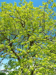 春の新緑の柿の木と青空