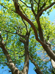 Fototapeta premium 春の新緑の柿の木と青空