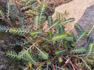 Chamber bitter plant (Phyllanthus urinaria) in outdoor garden 