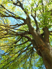 春の新緑の欅の大木と青空