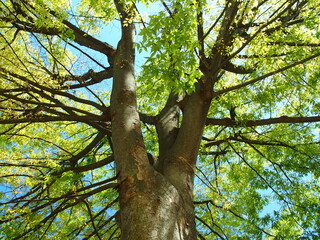 春の新緑の欅の大木と青空