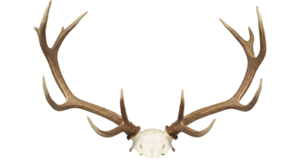 Stag antlers with skull display.