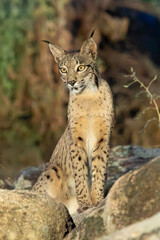 Lince ibérico