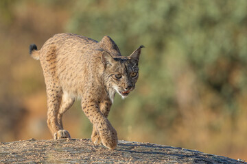 Lince ibérico
