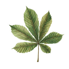 Chestnut Leaf Specimen – Watercolor Study, Transparent Background