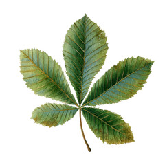 Detailed Chestnut Leaf – Watercolor Botanical Study, PNG