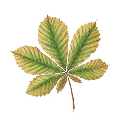 Chestnut Leaf Veins – Hand-Painted Botanical Study, Transparent