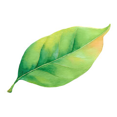 Fototapeta premium Clove Leaf – Watercolor Illustration, Transparent Background