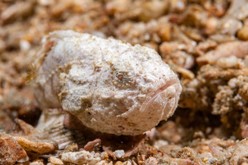 Philippines, Sabang, Puerto Galera, False Stonefish (Scorpaenopsis diabolus), False Scorpionfish, Devil Scorpionfish