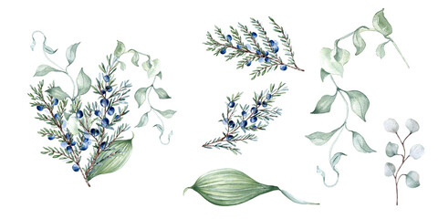Watercolor delicate clipart of juniper branches isolated. Foliage of curly vine and twigs hand drawn in sage green. Greenery set of leaves, coniferous for nature design, wedding stationary.
