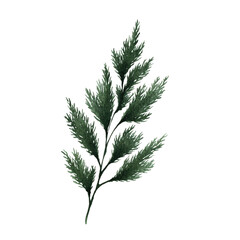 Cypress Leaf Detail &ndash; Hand-Painted Watercolor, PNG