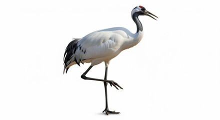 Obraz premium Elegant Red-Crowned Crane Standing Gracefully on One Leg, Isolated on White