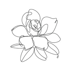 Obraz premium Delicate continuous line drawing of a blooming flower petals line art