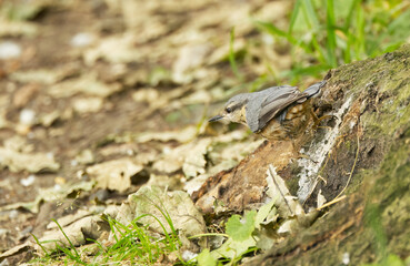 a nuthatch at the bottom of a tree, surrounded by foliage, a nuthatch climbing down the tree, nuthatch looking for food, grass in the background, Sitta europaea