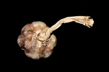 Large French violet garlic bulb on a black background