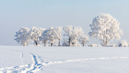 Obraz premium the image shows a snow covered field under a pale blue sky. a line of trees, each covered in frost, stands at the edge of the field in the distance