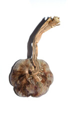 Large French violet garlic bulb on a white background