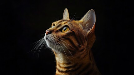 Close-up portrait of a Bengal cat looking upwards against a black background.