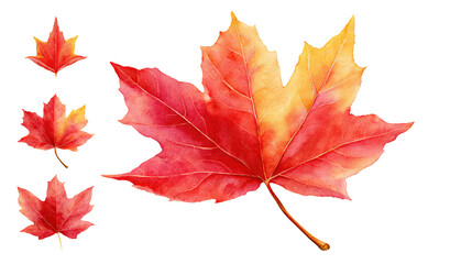 Symmetric flat-lay photo of maple leaves, isolated on transparent background