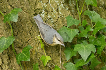 Nuthatch on a tree surrounded by ivy, nuthatch on tree bark surrounded by green leaves, nuthatch on the forest path with food in its beak, Sitta europaea