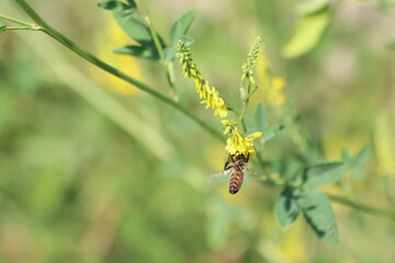 A Bee Pollinating Vibrant Yellow Flowers in a Beautiful Natural Landscape of Nature