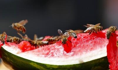 Bees flaying around the watermelon summer fruit background