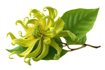 Exotic Ylang Ylang Flower Blossom Close Up Botanical Beauty Floral Aroma Fragrant Blooms Tropical