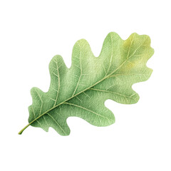 Naklejka premium Hand-painted oak leaf in watercolor isolated on transparent background