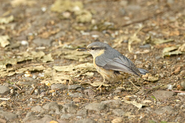 Nuthatch with a grain in its beak, nuthatch on the forest floor surrounded by foliage, nuthatch on the forest path with food in its beak, Sitta europaea