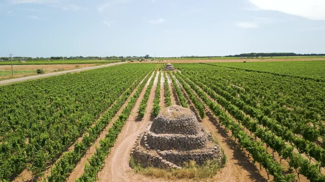 Pajari nel Vigneto: Estate Salentina Autentica