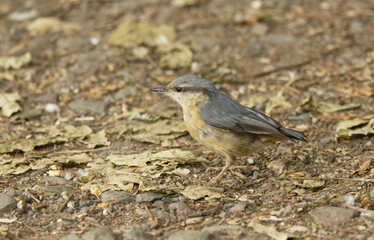 Nuthatch on the forest floor, nuthatch surrounded by foliage, nuthatch looking to the left, Sitta europaea, little orange grey bird