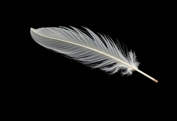Obraz premium Single bird feather, delicate texture, intricate detail against pure black background , shadow, simple