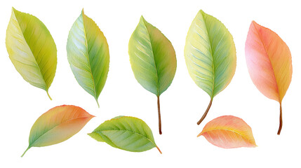 Fototapeta premium Watercolor flat-lay of peach leaves in varied positions isolated on transparent background