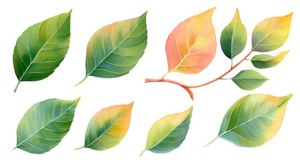 Obraz premium Scattered pistachio leaves watercolor layout isolated on transparent background