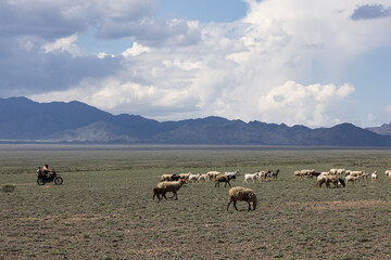 Steppe landscape with grazing sheep Kazakhstan