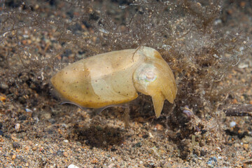 Philippines, Anilao, Broadclub cuttlefish (Sepia latimanus)