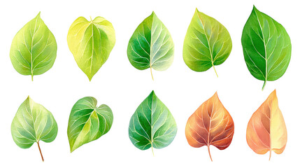 Fototapeta premium Fresh Potato Leaves Flat-Lay – Watercolor Transparent PNG