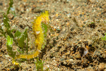 Philippines, Anilao, Yellow Seahorse (Hippocampus kuda)