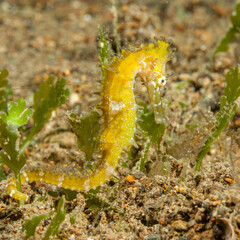 Philippines, Anilao, Yellow Seahorse (Hippocampus kuda)