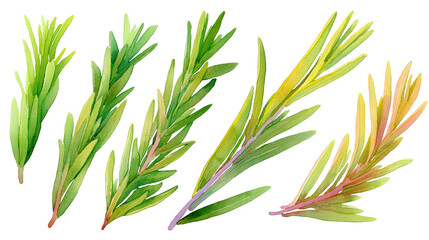 Obraz premium Rosemary Leaf Set Watercolor Illustration, Clear Background
