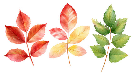 Fototapeta premium Rowan, Hawthorn & Elder Leaves – Watercolor Studio PNG